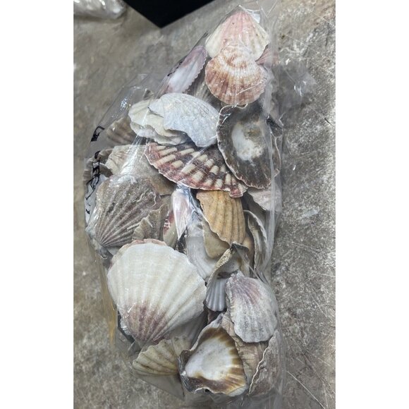 2.6 Lbs Pounds White / Multicolor Calico Scallop Seashells Beach  1" to 1  1/2" - Picture 2 of 8